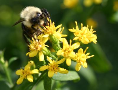 Bee on Golden Rod Blossoms
