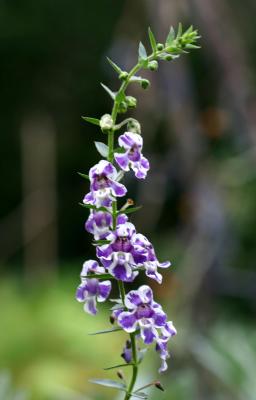 Angelonia LPCG