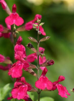 Penstemon