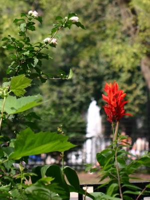 Red Canna and a Hibiscus Bush