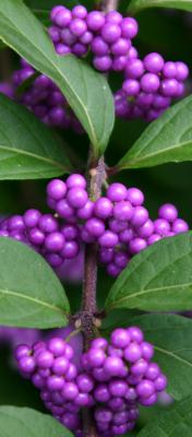 Beautyberry Bush or Callicarpa