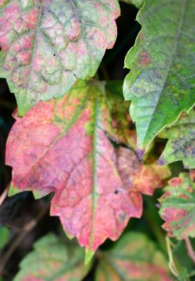 Boston Ivy or Parthenocissus tricuspidata