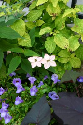Flower Box