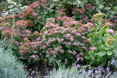 Autumn Joy or Sedum Garden