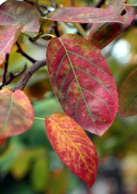 Ornamental Fruit Tree Foliage