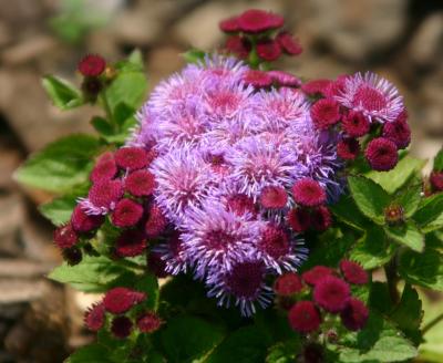 Ageratum or Floss
