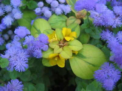 Floss with Lysimachia