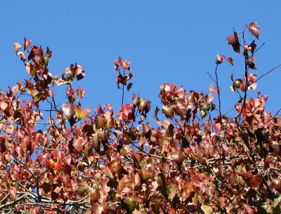 Hawthorne Tree Foliage