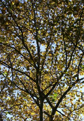 Sycamore or London Plane Tree Foliage