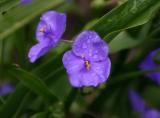 Electric Blue Violet Tradescantia LPCG