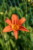 First Orange Day Lily