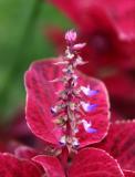 Coleus