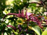 Amaranthus