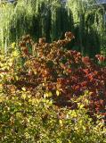 Willow, Dogwood & Crab Apple Tree Foliage