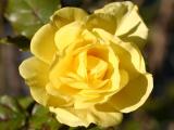 Yellow Rose