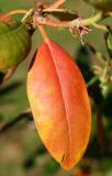 Rhododendron Leaf