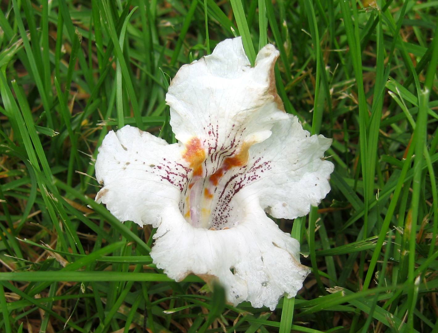 Fallen Catalpa Blossom