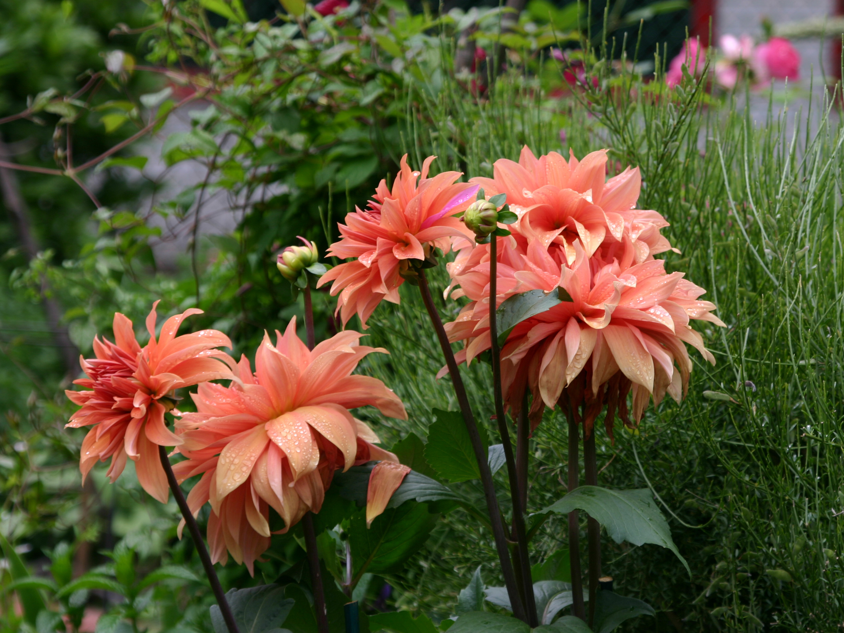 Apricot Dahlias