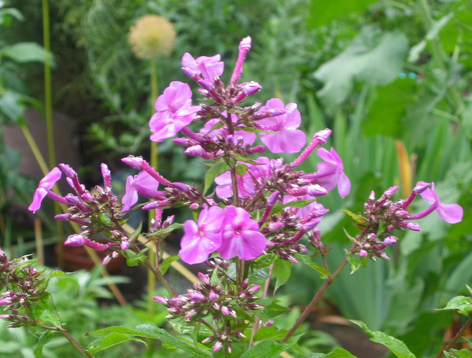 Pink Phlox