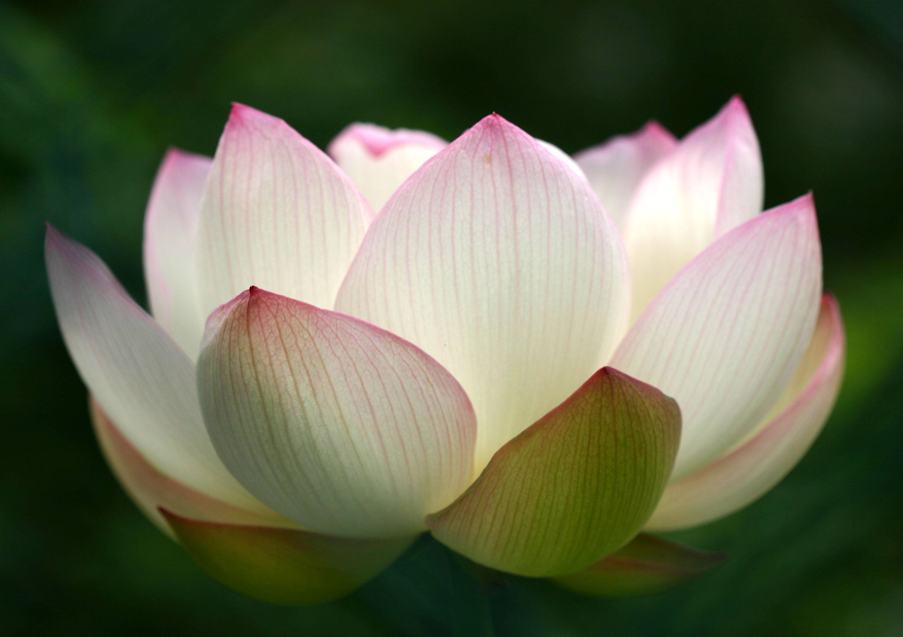 Lotus Blossom