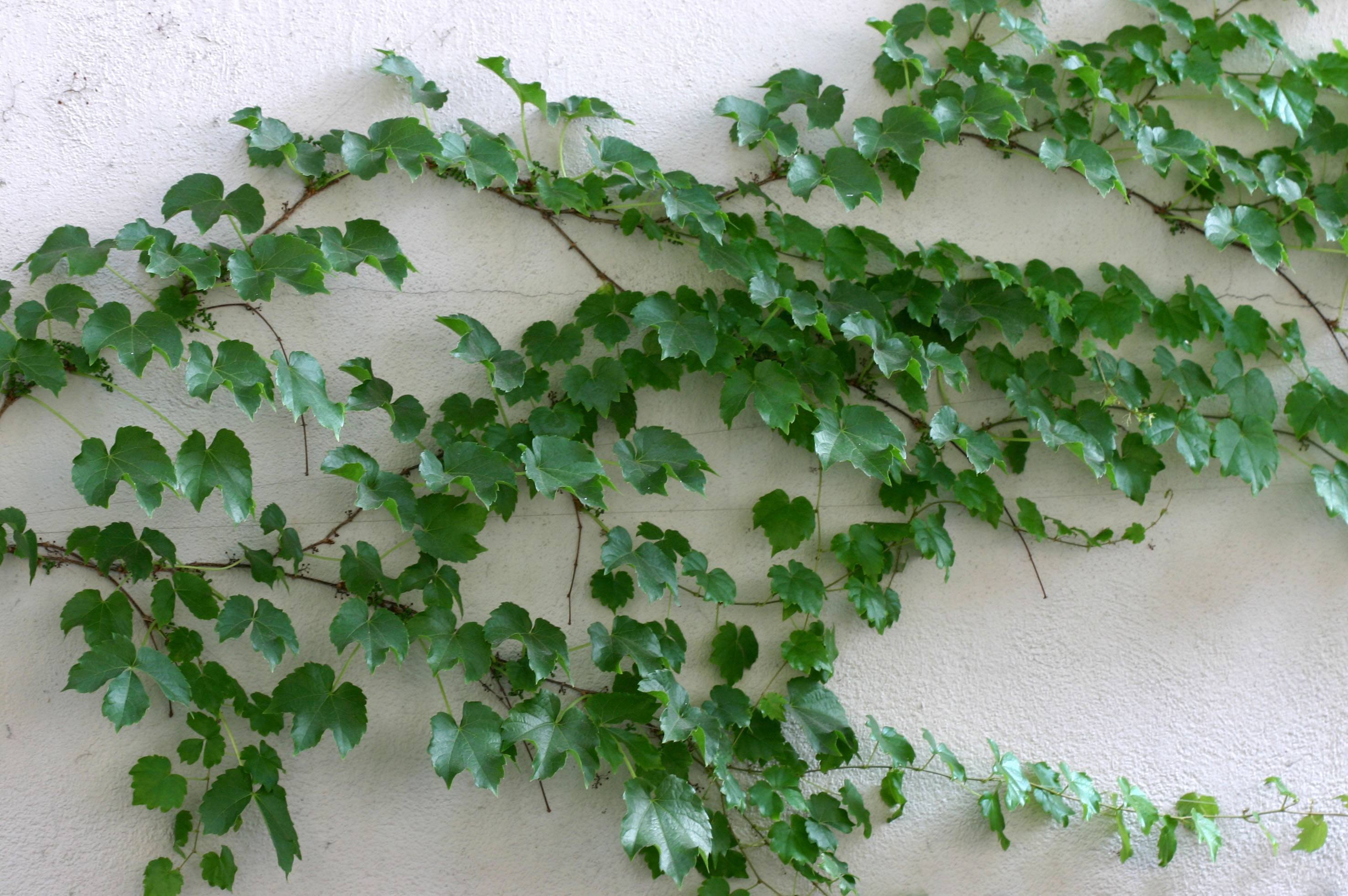 Boston Ivy or Parthenocissus tricuspidata