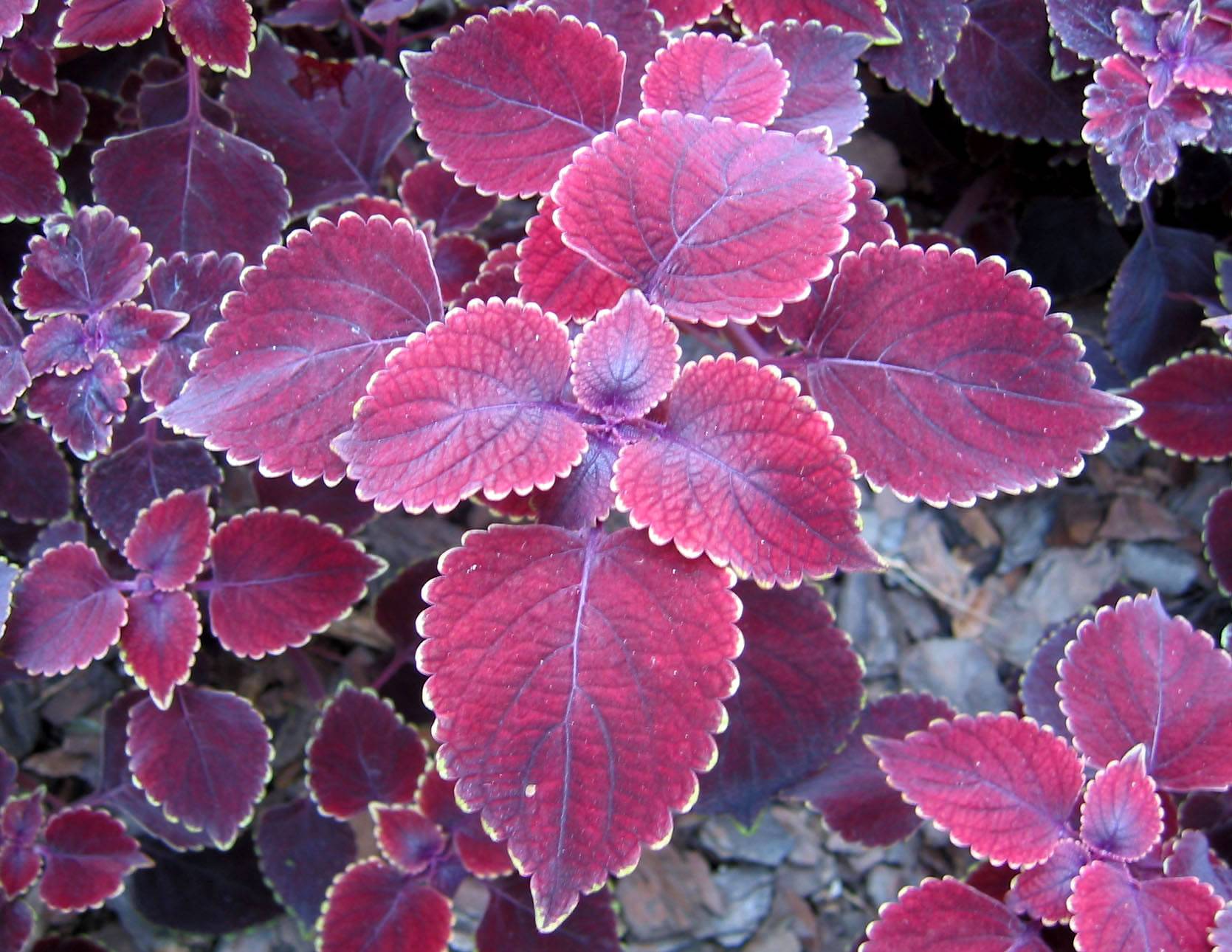 Coleus