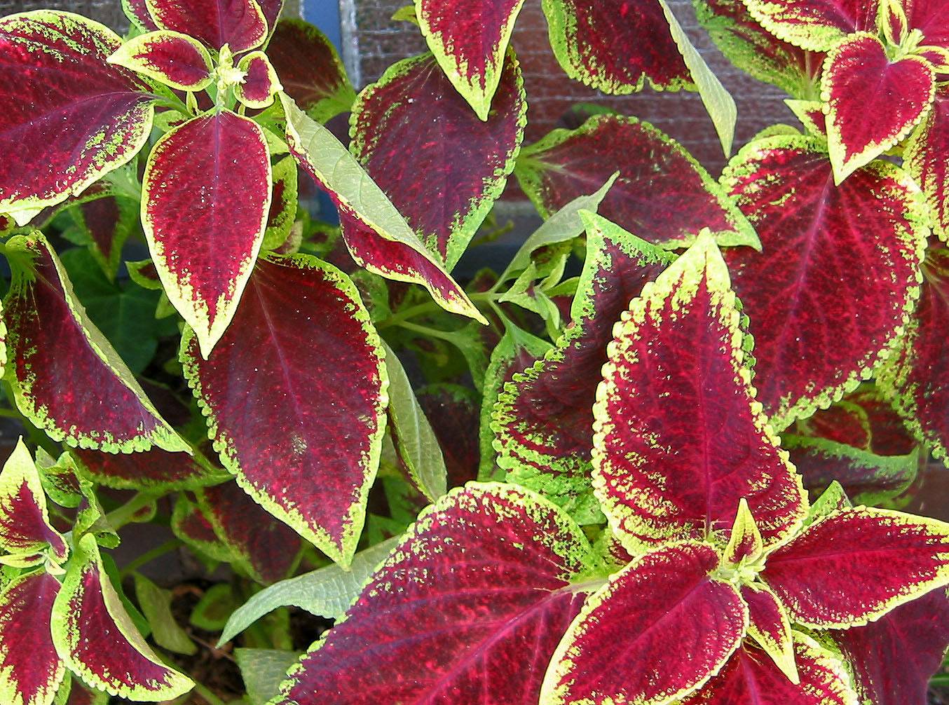 Coleus