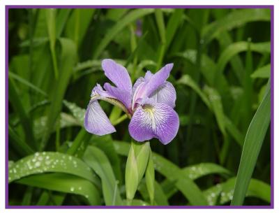 Wildflower Preserve's Iris
