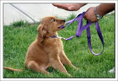 060804_Sammy
