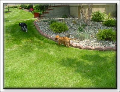 Follow the leader