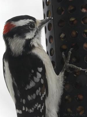 February 20, 2005: Downy Woodpecker