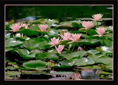 Sea World Water Lillies