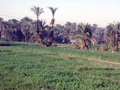 Auf dem Weg nach Edfu