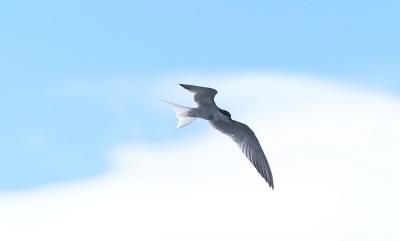 Sterna-hirundo.jpg