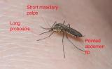 Aedes-sp-2.jpg