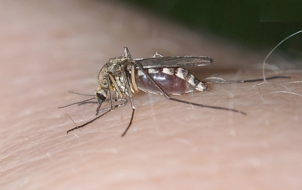 Aedes-sp.jpg