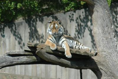 Tiger, a bit unsharp...