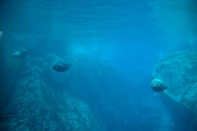 Seals underwater