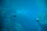 Seals underwater