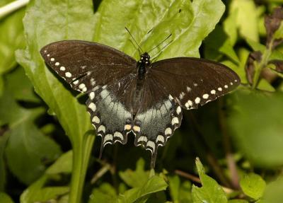 Butterfly 1
