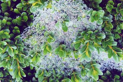 Morning Dew On Spider Web