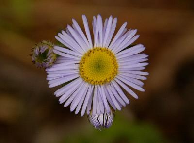 Fleabane