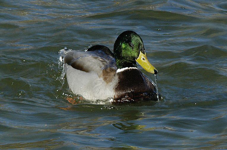 Duck 4