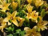 yellow lilies