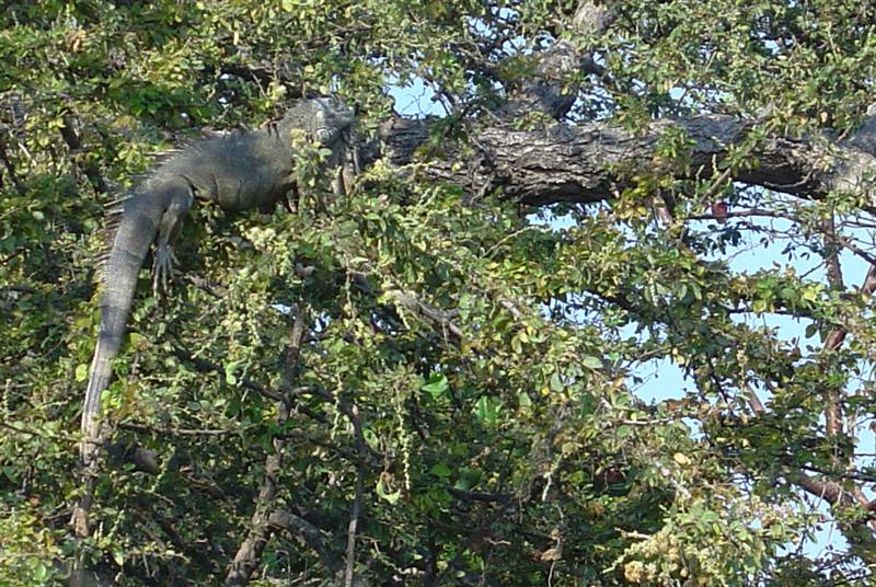 DSC01697 - Iguana in the trees