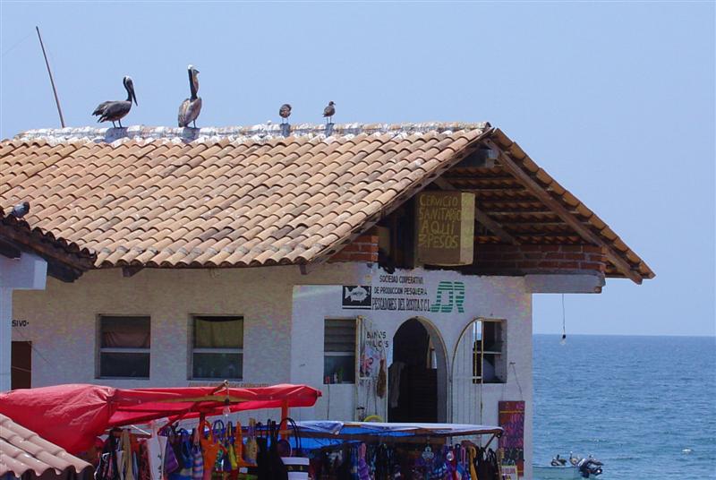 DSC01733 - Pelicans roosting on seaside building