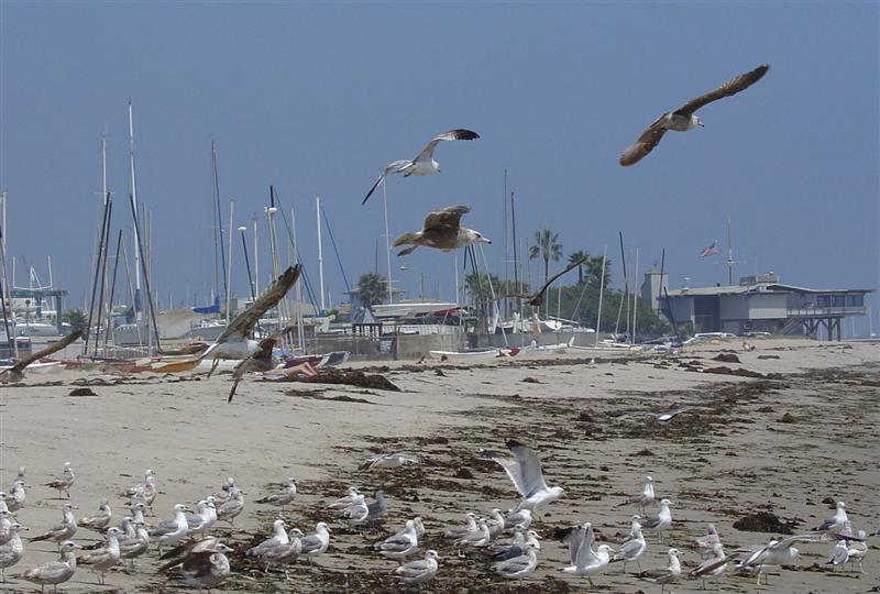 DSC01862 - Birds on Santa Barbara Beach