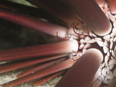 Slate-pencil Sea Urchin