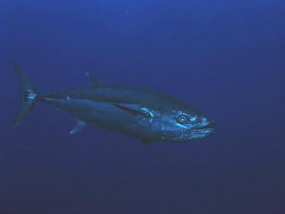 Dogtooth Tuna