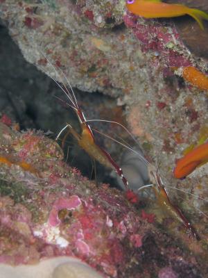 Pair of White-Banded cleaner shrimps